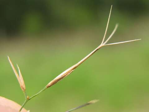 Image of Aristida vagans Cav.