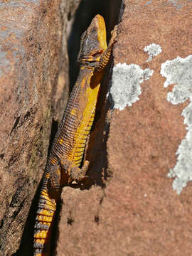 Image de Lézard des rochers