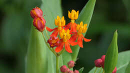 Image de Asclepias curassavica L.