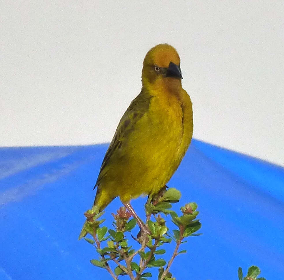 Image of Cape Weaver