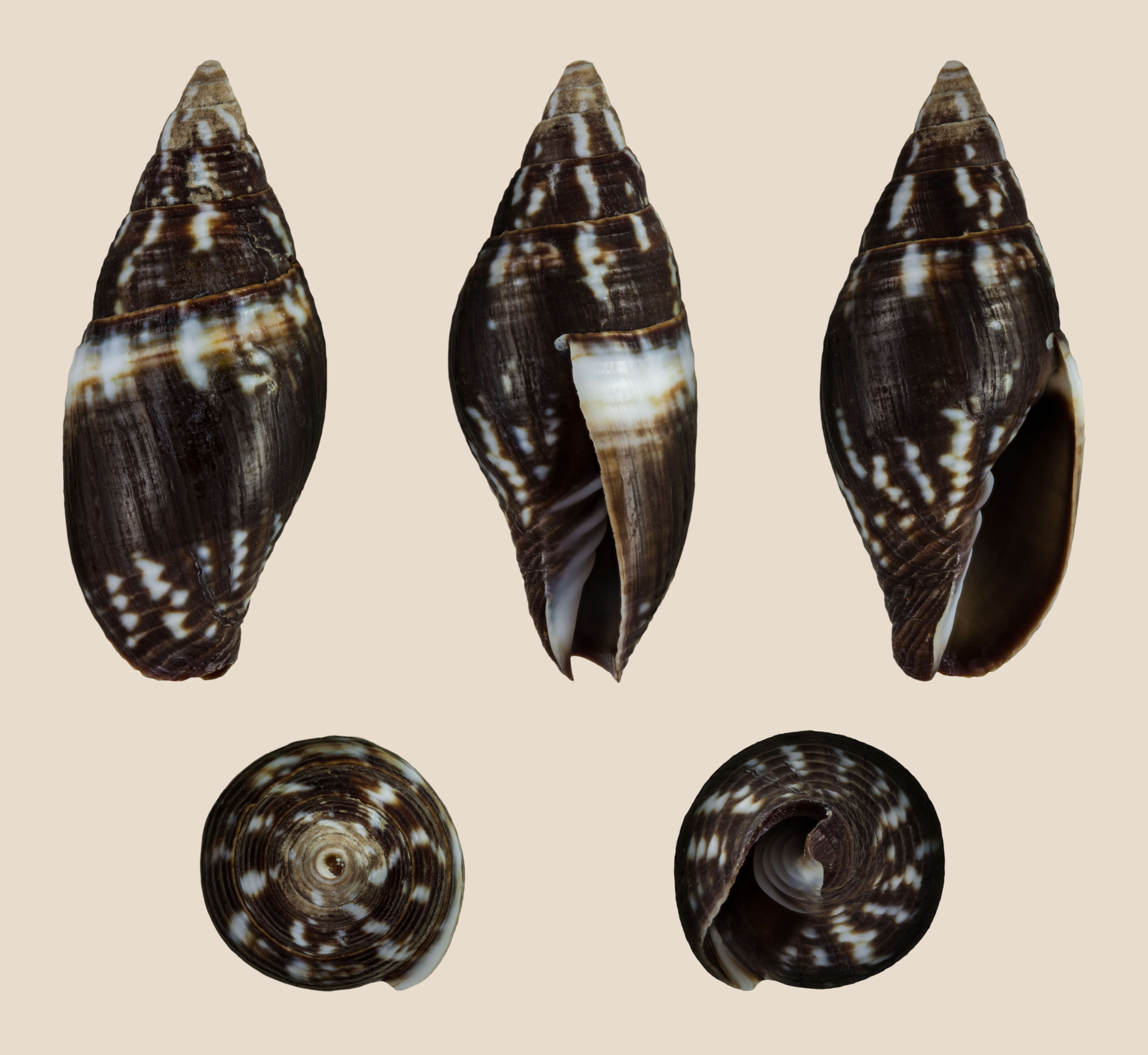 Image of Strigatella scutulata (Gmelin 1791)