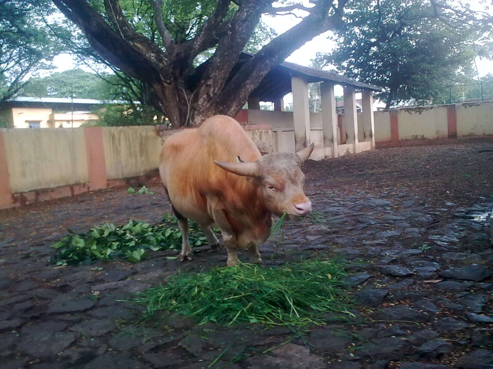 Image of Gaur