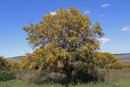 Image of orange wattle