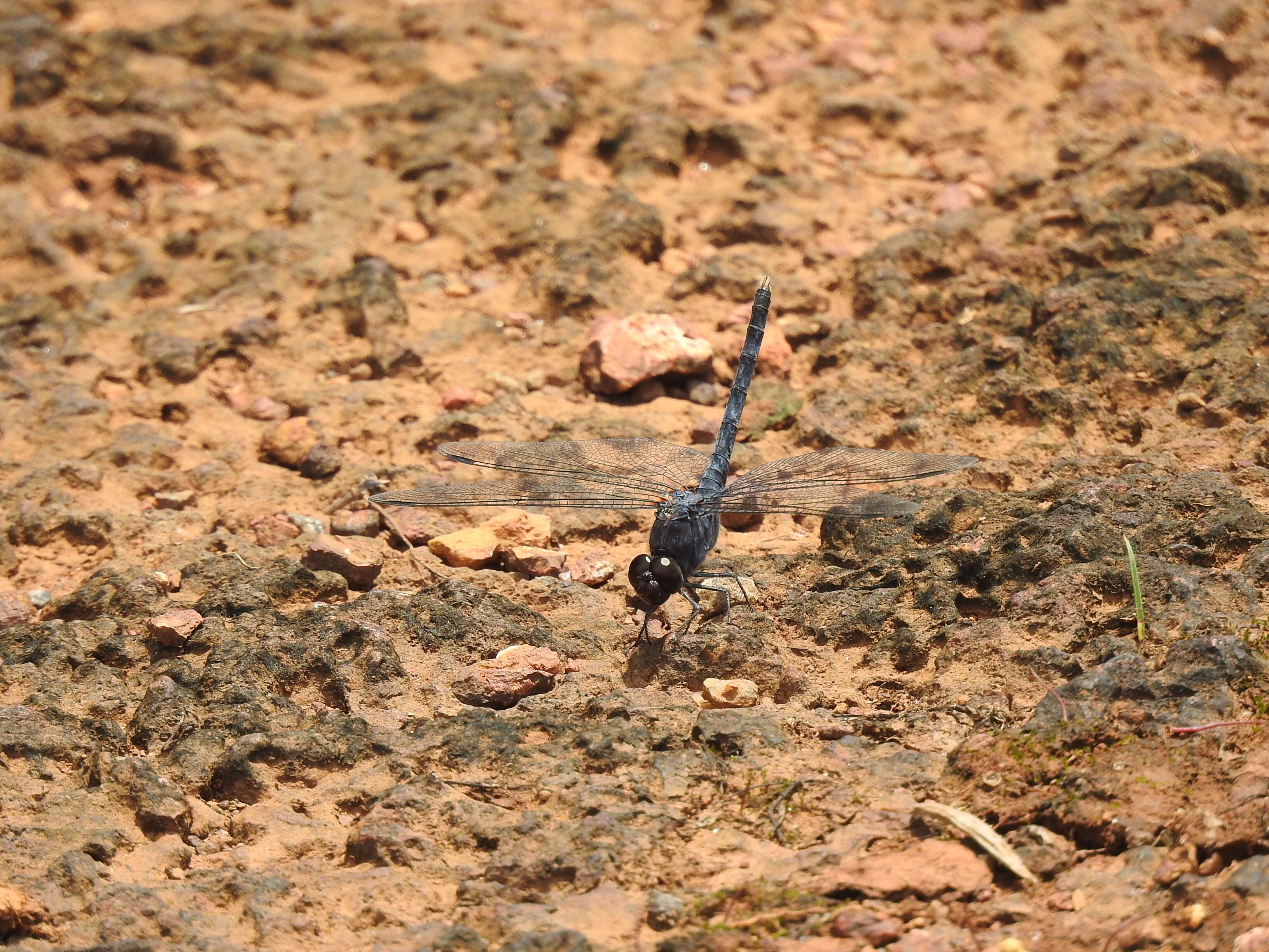 Image of Konkan Rockdweller