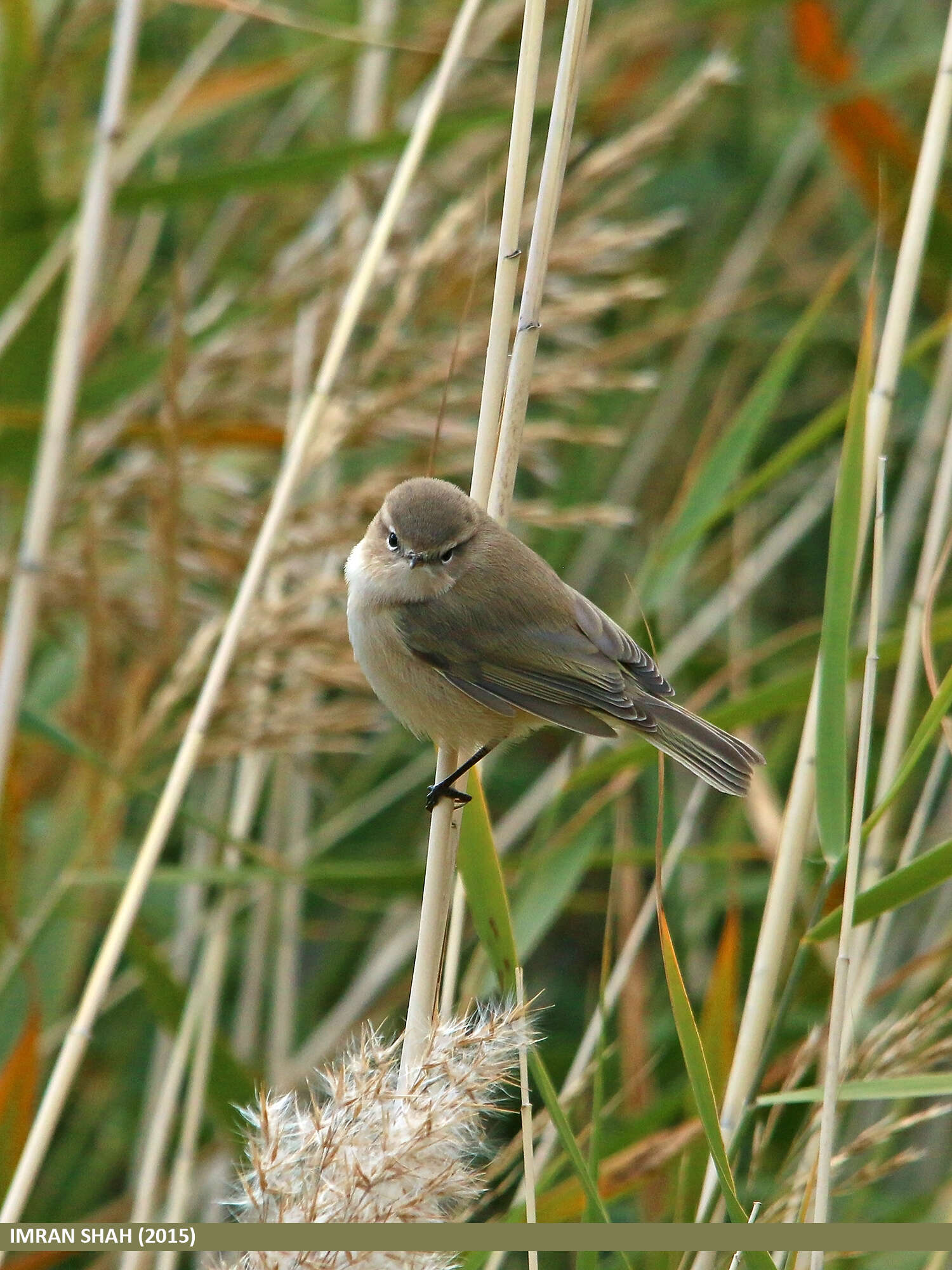 Image of Siberian Chiffchaff