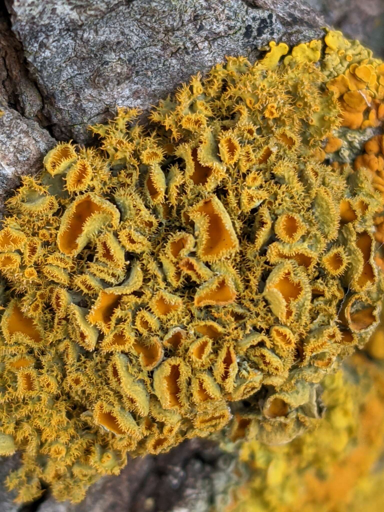 Image of teloschistes lichen