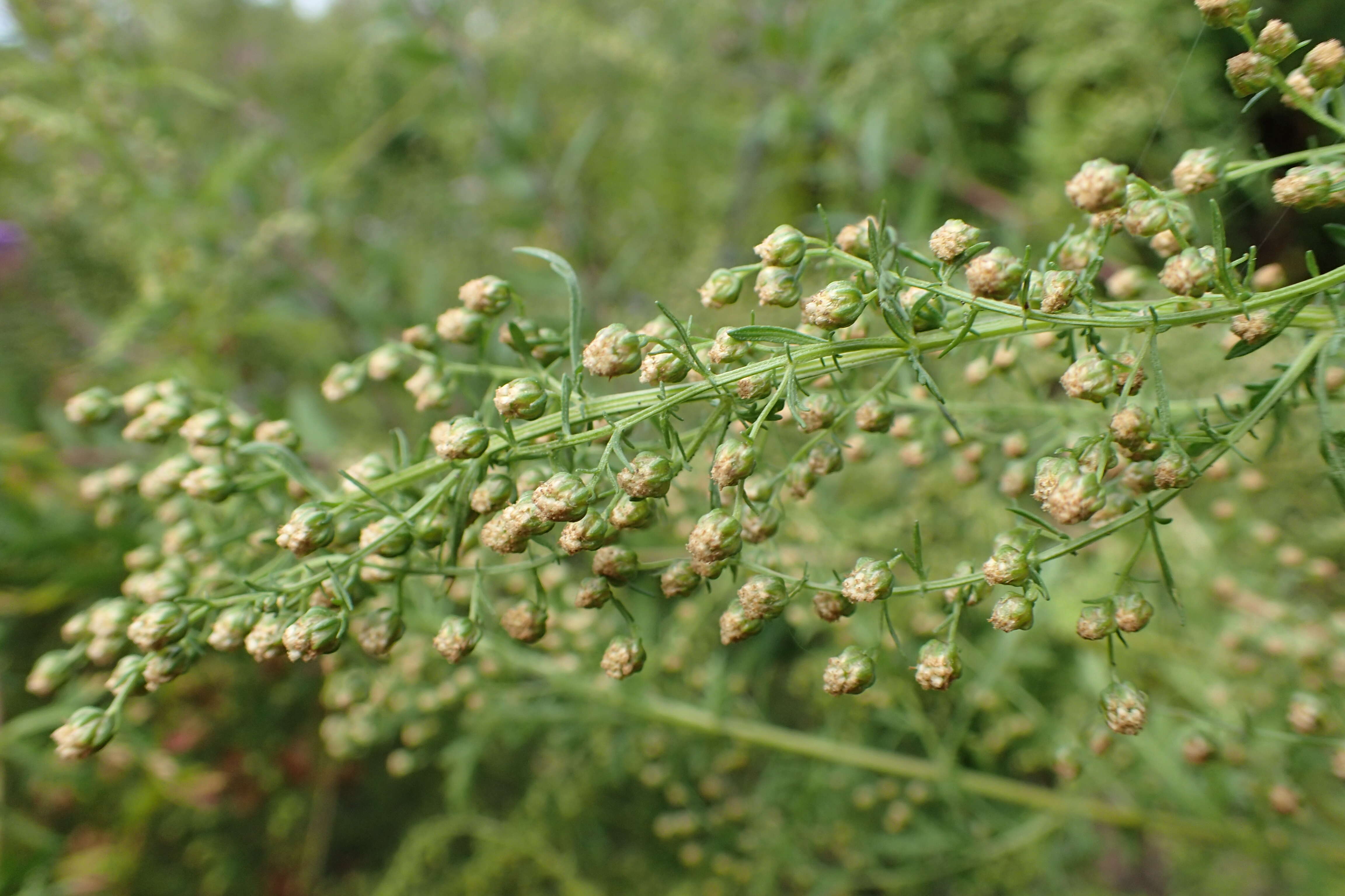 Image of sweet sagewort