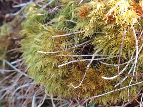 Image of Broom Moss