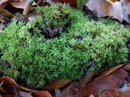 Image of undulate atrichum moss