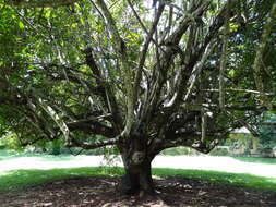 Image of Sterculia lanceolata Cav.