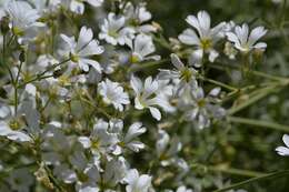 Imagem de Cerastium biebersteinii DC.