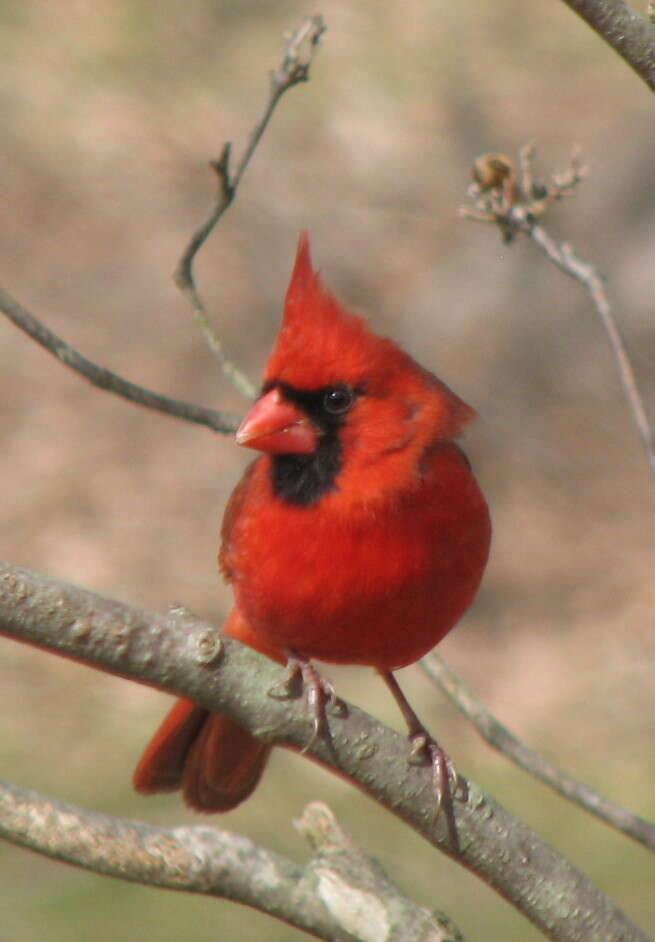 Image of Cardinalis Bonaparte 1838