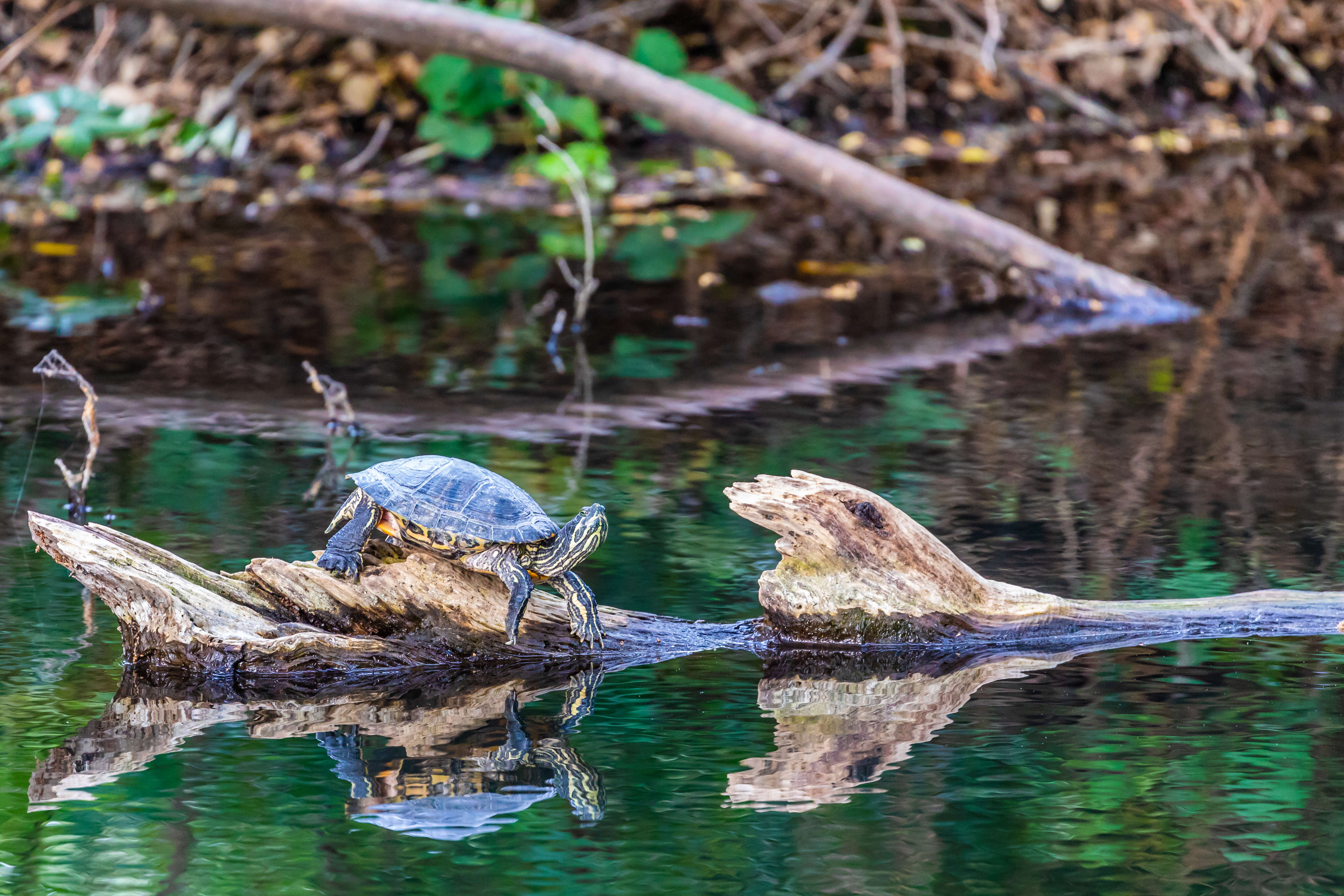 Image of slider turtle, red-eared terrapin, red-eared slider