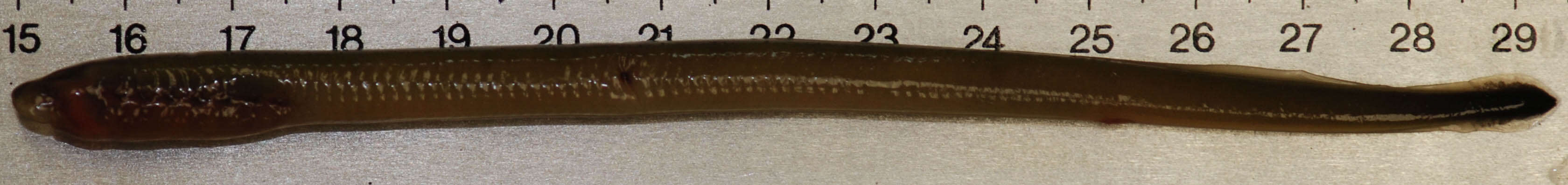 Image of American Brook Lamprey