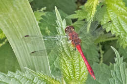 Image of Common Darter