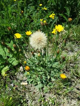 Image of Hairy Cat's-Ear