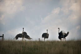 Image of ostriches