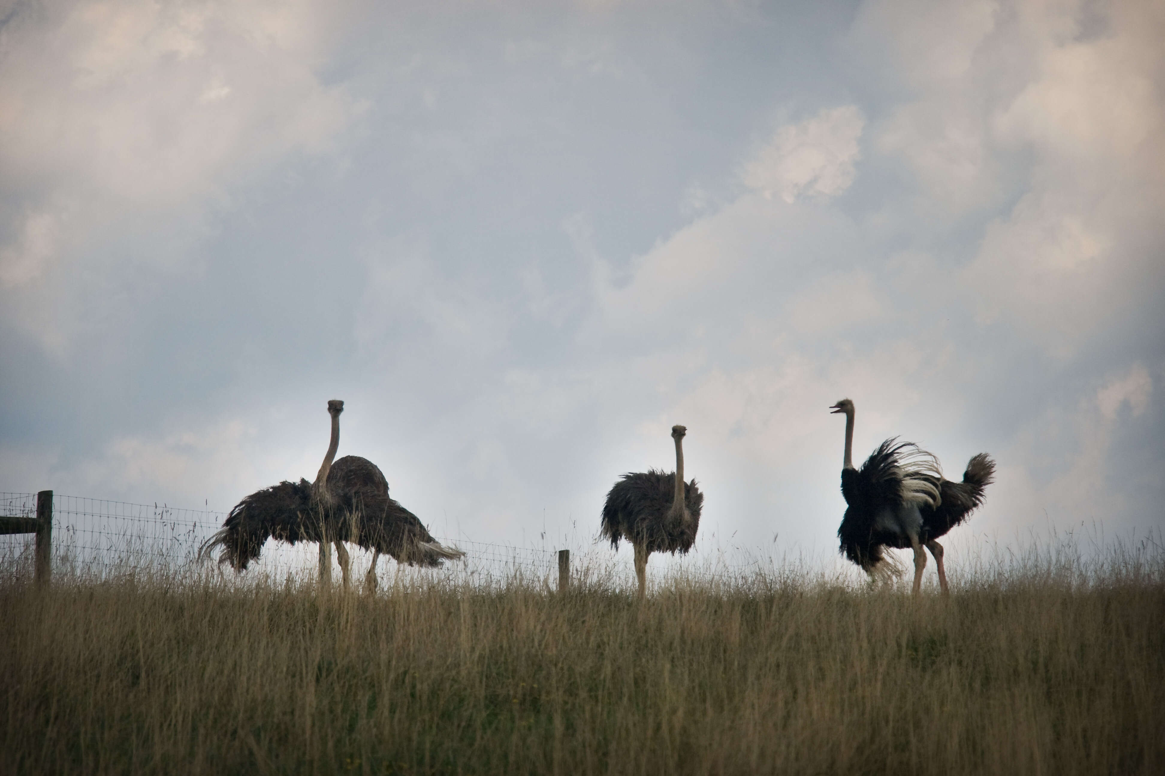 Image of ostriches