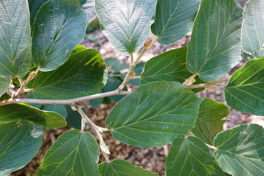 Imagem de Hamamelis mollis Oliv.