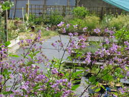 Image of meadow-rue