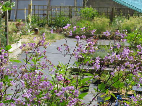 Image de Thalictrum