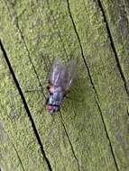 Image of house fly