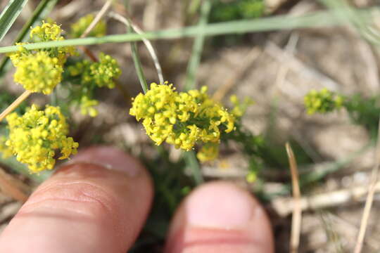 Image of Lady's Bedstraw