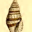 Image of Kermia euzonata (Hervier 1897)