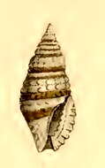 Image of Kermia euzonata (Hervier 1897)
