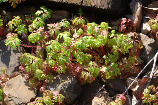 Image of Geranium purpureum Vill.