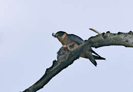 Image of Oriental Hobby