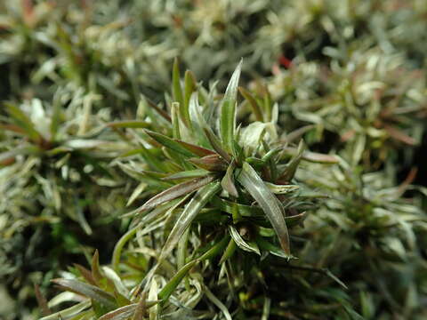 Image of moss phlox