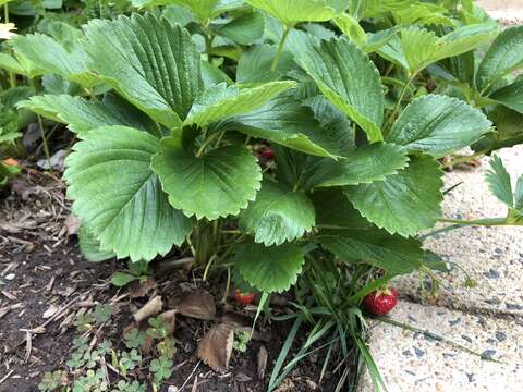 Image of Garden strawberry