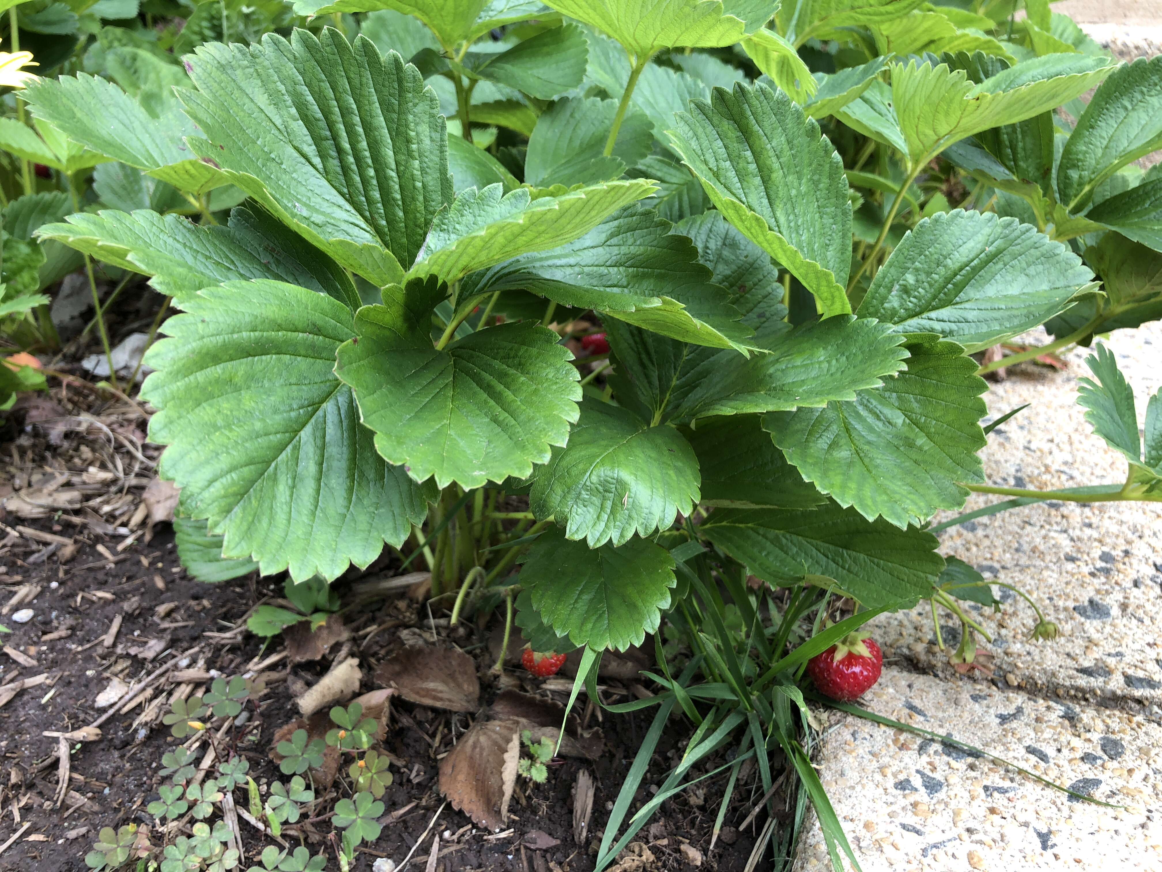 Image of Garden strawberry