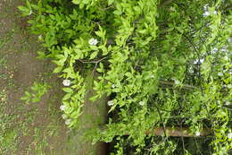 Image of Staphylea colchica Stev.