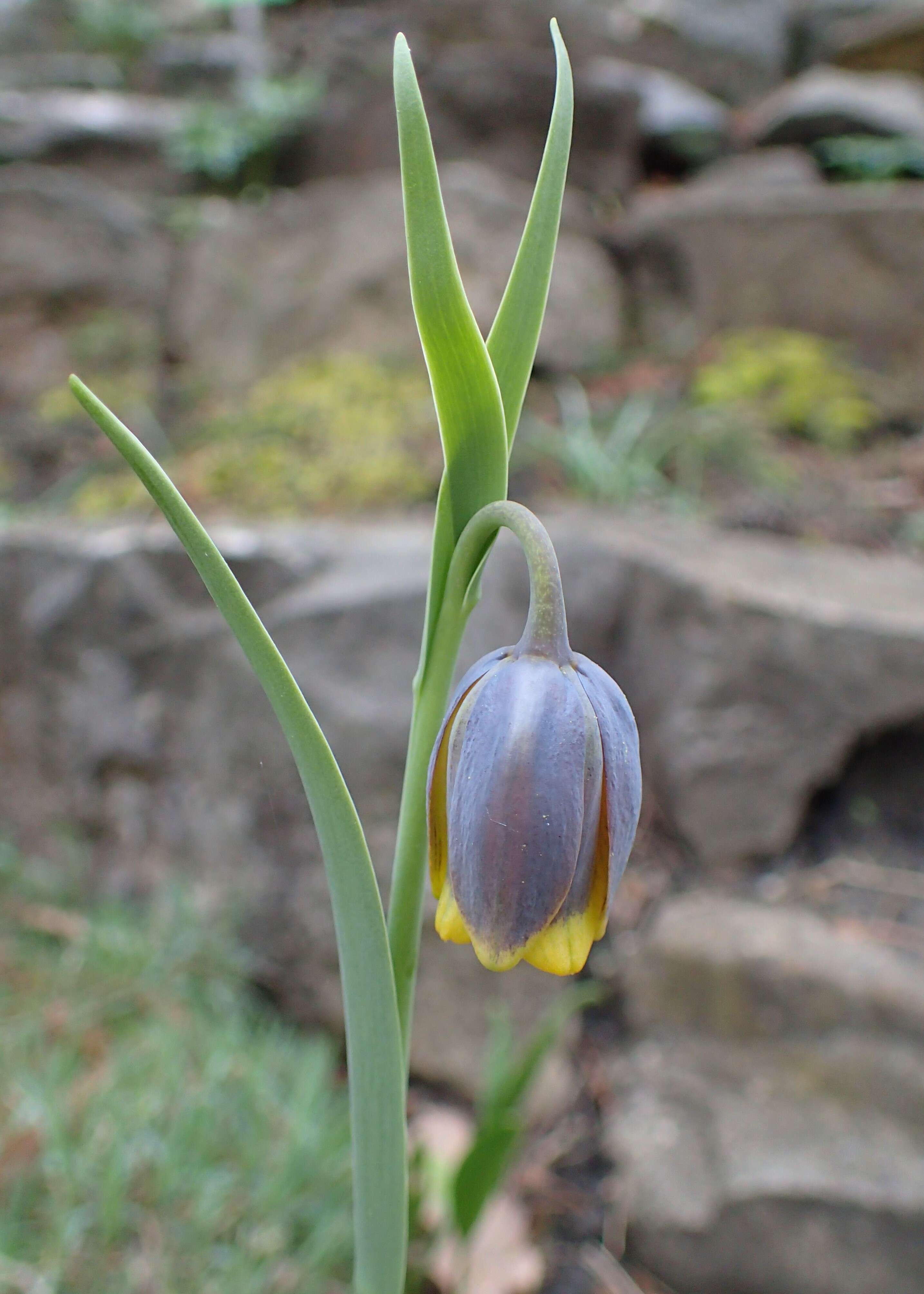 Слика од Fritillaria uva-vulpis Rix