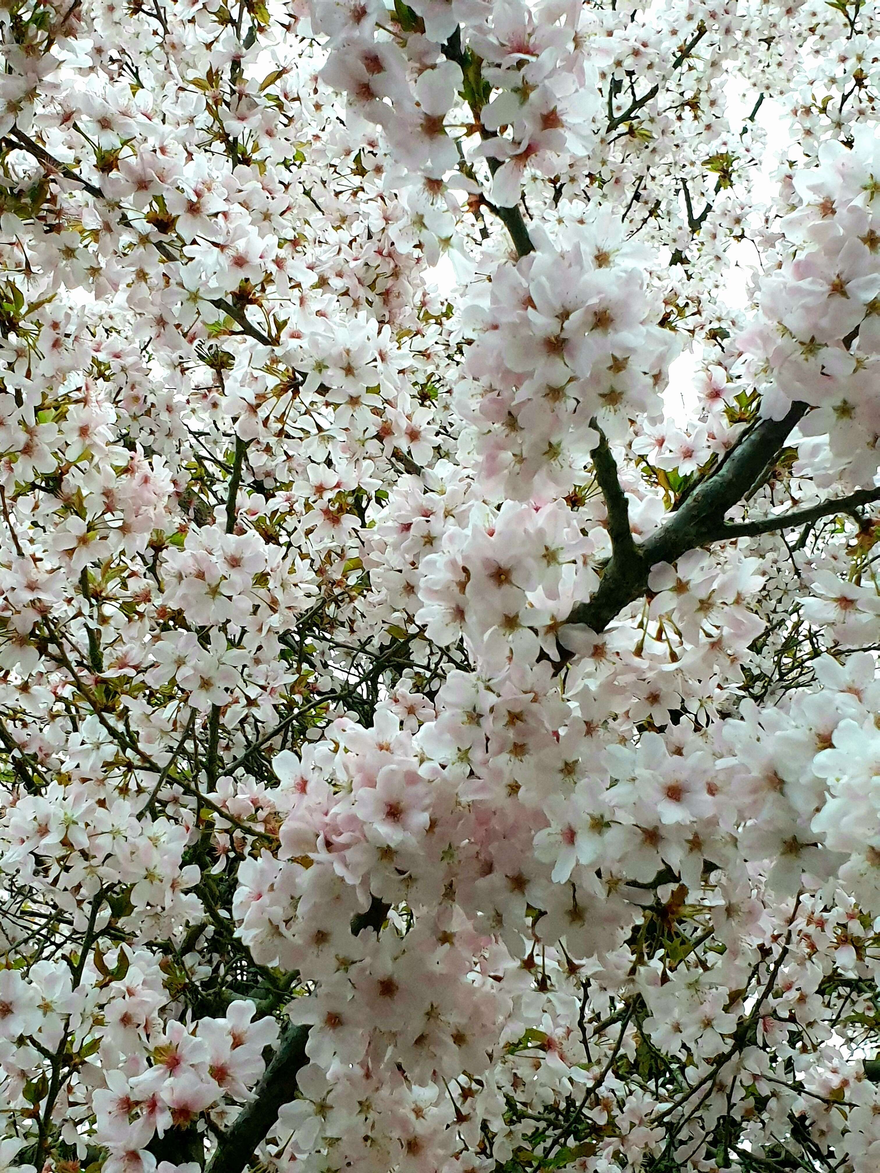 Image of Bird Cherry