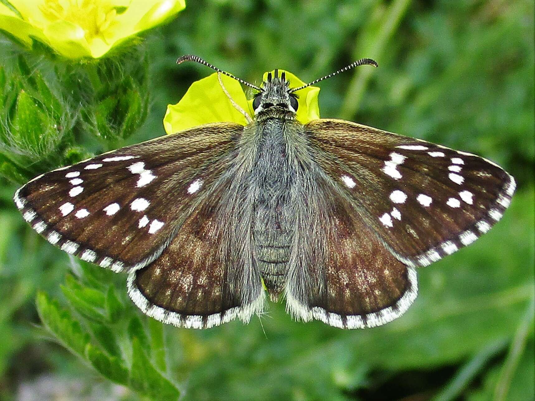 Image of Pyrgus sidae Esper 1784