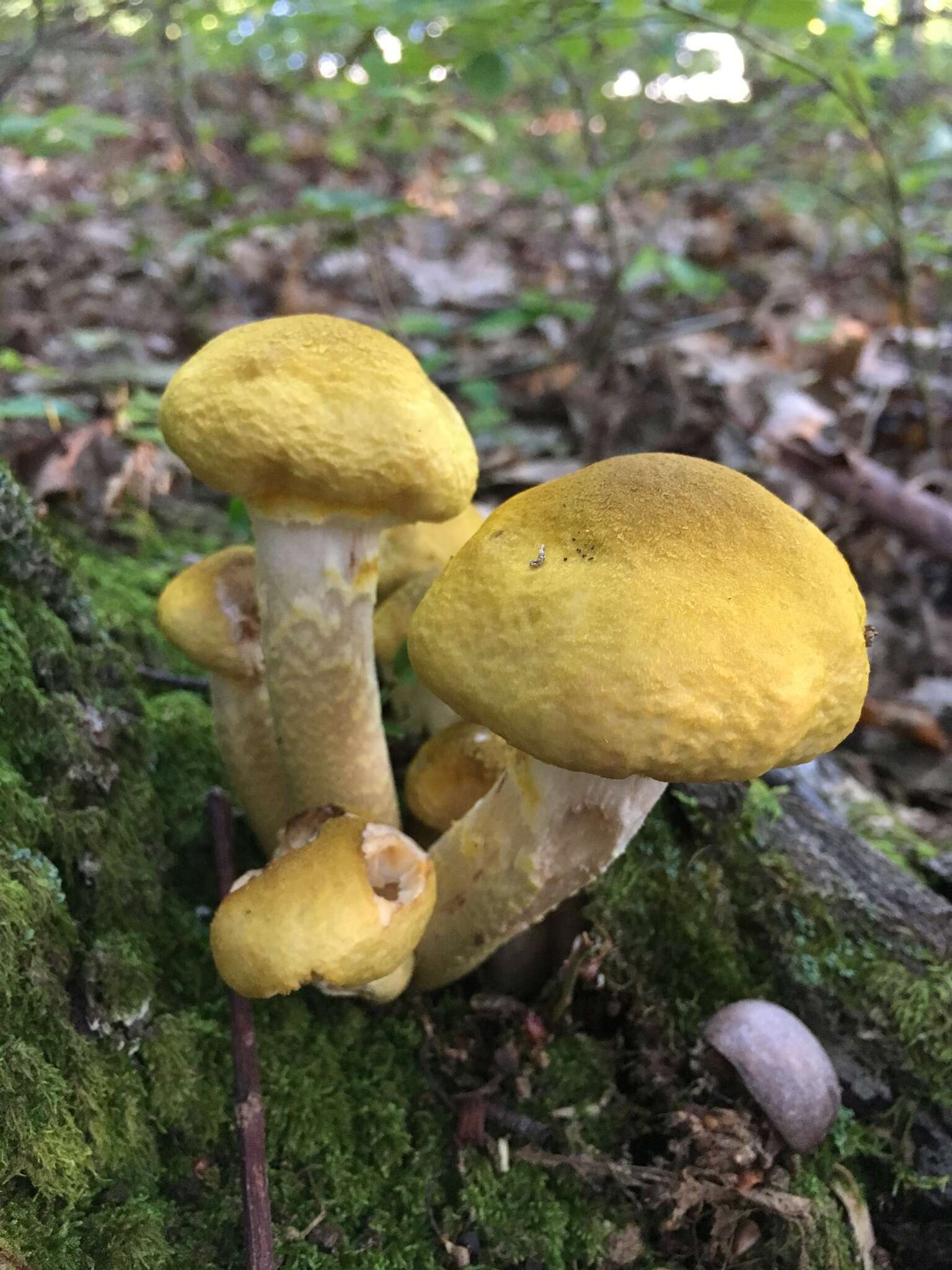 Image of Honey Fungus