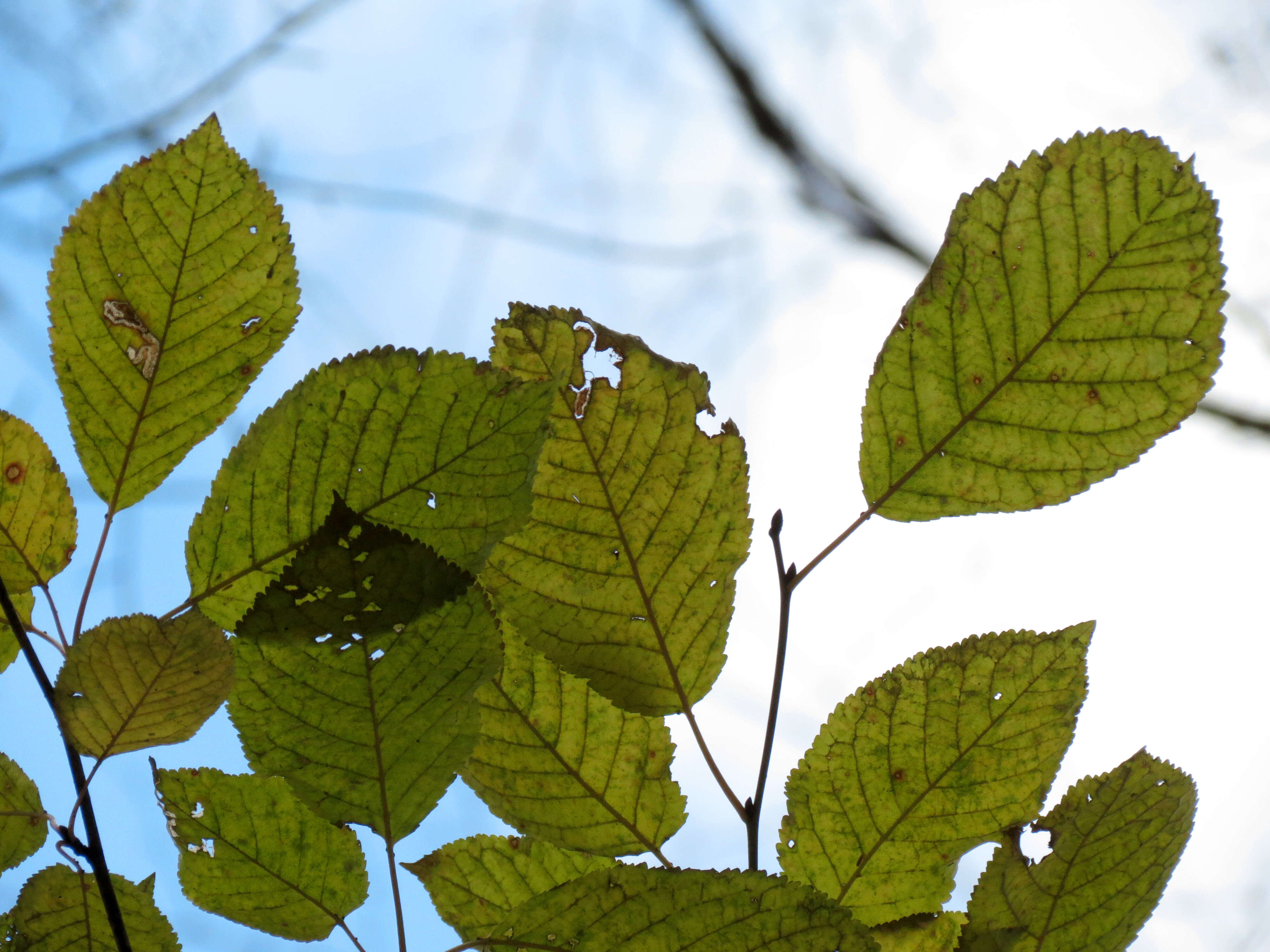 Image of gean, wild cherry