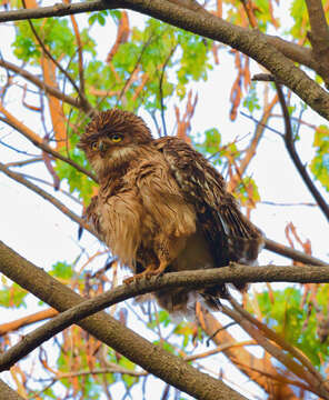 Image of Brown Fish Owl