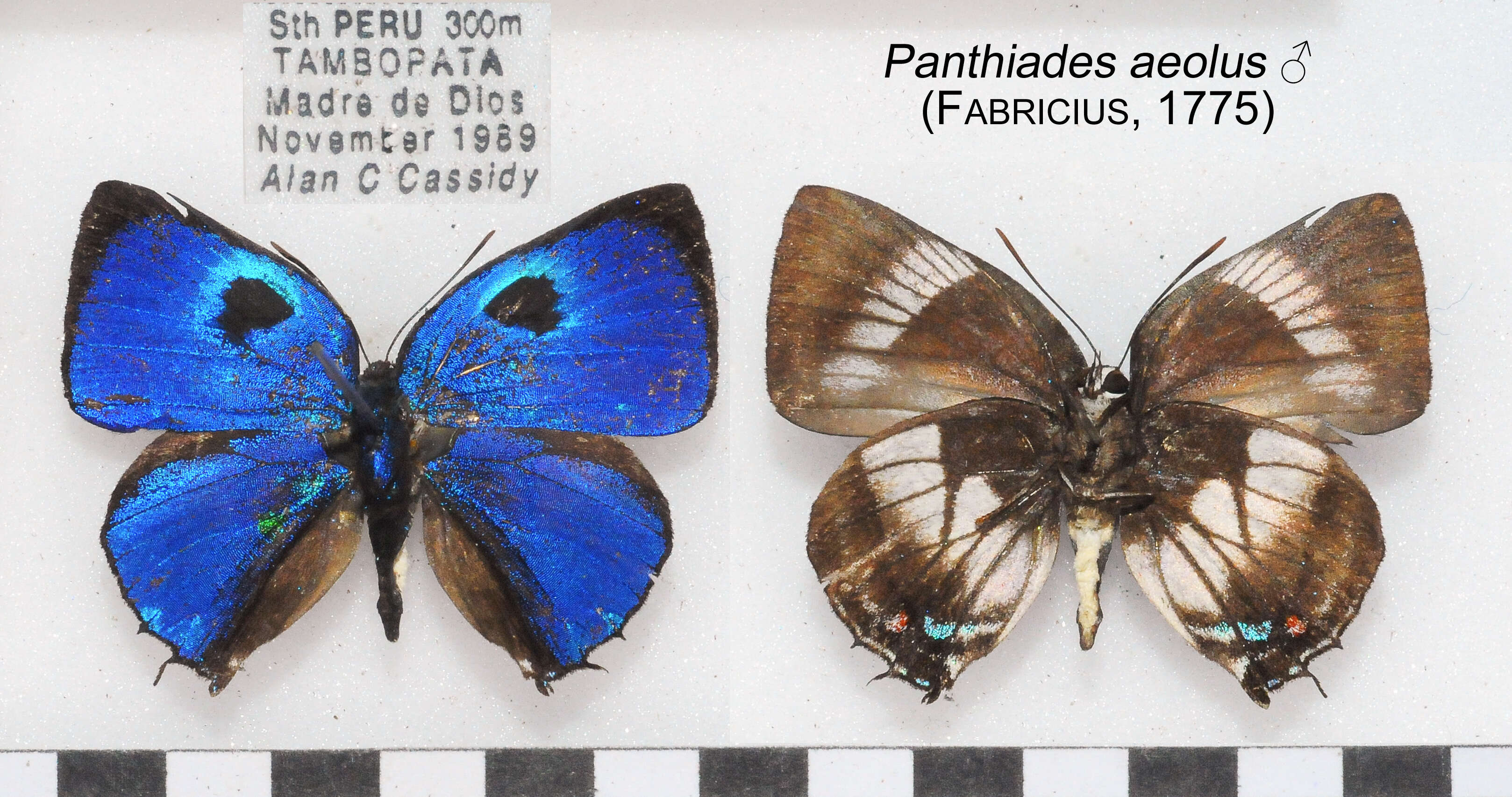 Image of Panthiades aeolus (Fabricius 1775)