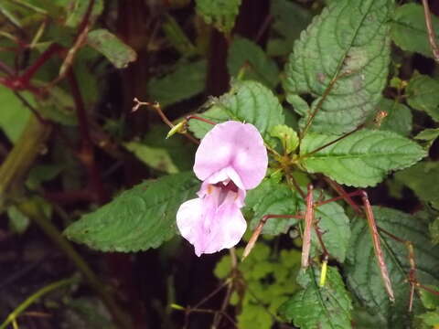 Image of Himalayan balsam