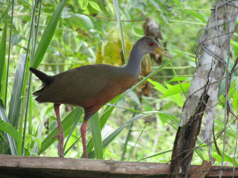 Image of Grey-cowled Wood Rail