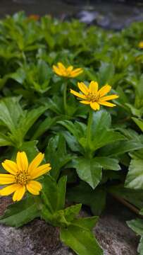 Image of Bay Biscayne creeping-oxeye