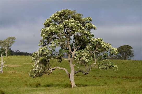 Image of Broad-leaved Apple