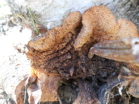 Image of Orchard toothcrust