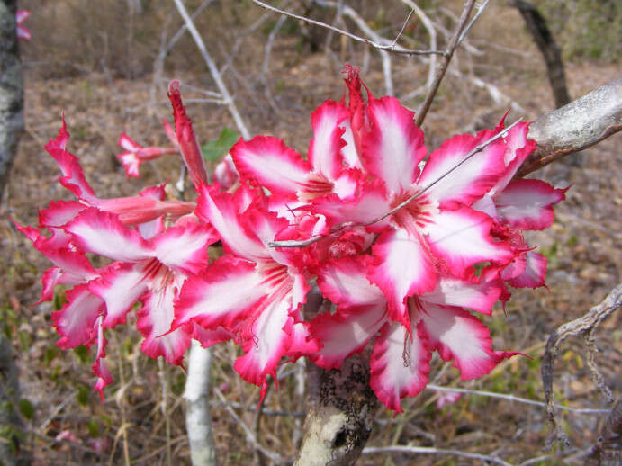 Image de Adenium obesum subsp. multiflorum (Klotzsch) G. D. Rowley