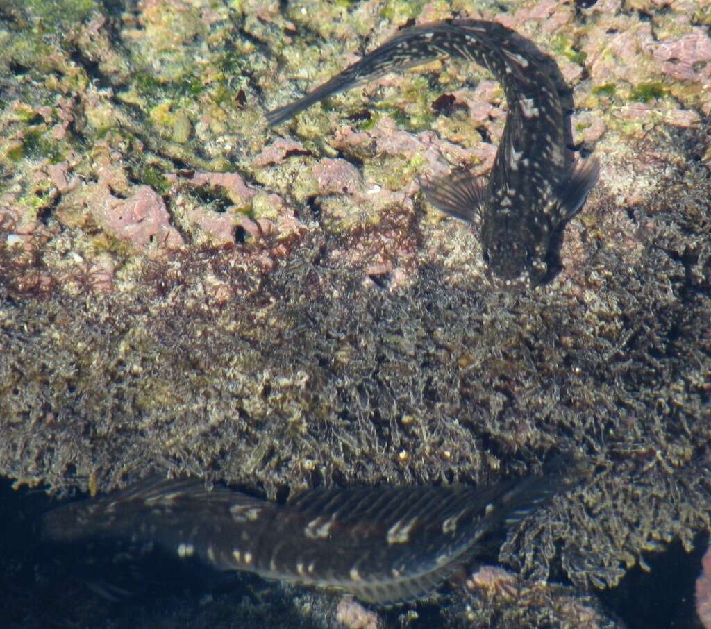 Image of Zebra Blenny