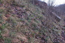 Image of Hollyleaved barberry